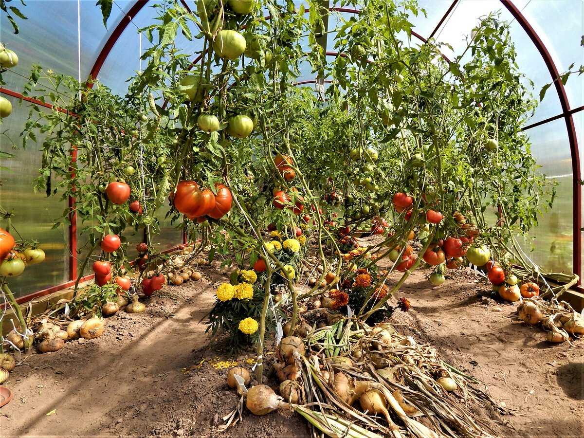 Как ухаживать за помидорами в теплице и открытом грунте