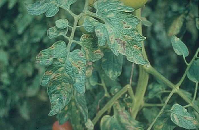 На листьях помидоров белые пятна: почему появляются на рассаде, кустах, причины, фото, что делать, эффективные методы лечения, видео