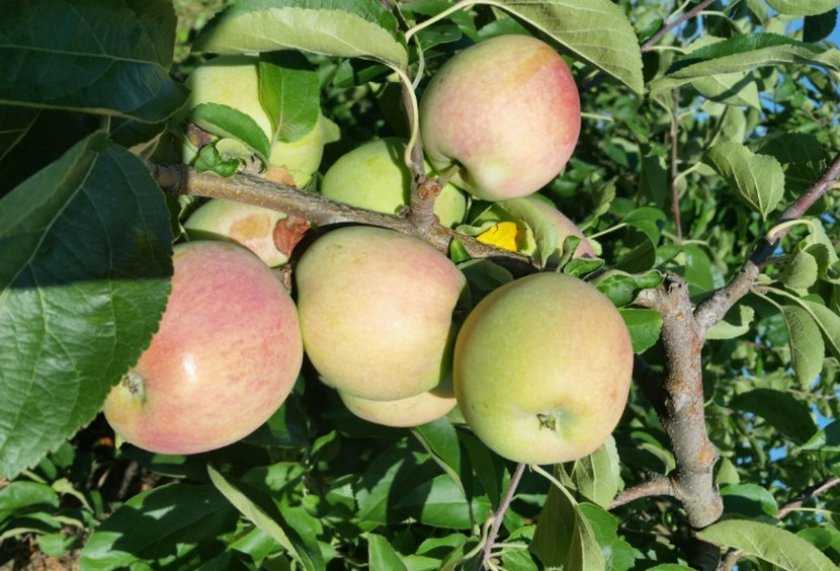 Яблоня слава победителям описание сорта начало плодоношения
