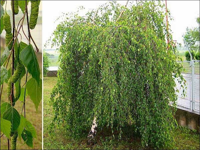 Растение карликовая береза: фото и описание вида кустарника, береза приземистая и голден