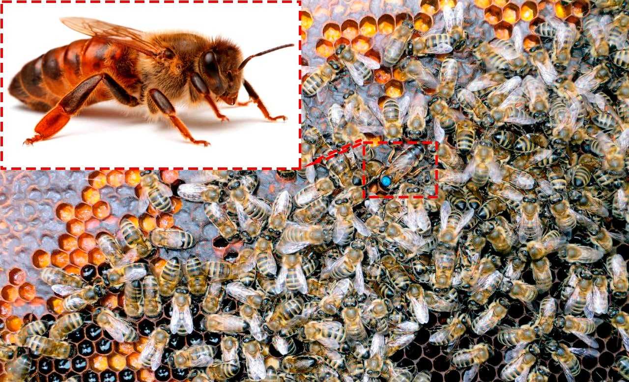 Какие бывают пчёлы: фото и названия