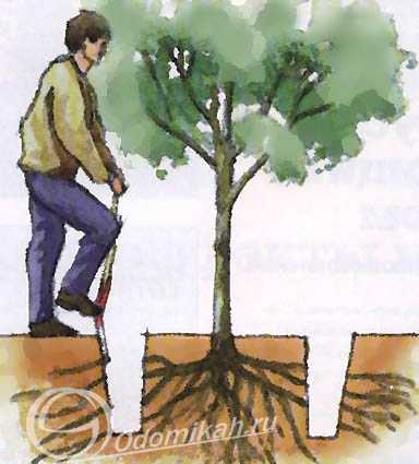 Как посадить саженец дуба на садовом участке и ухаживать за ним?