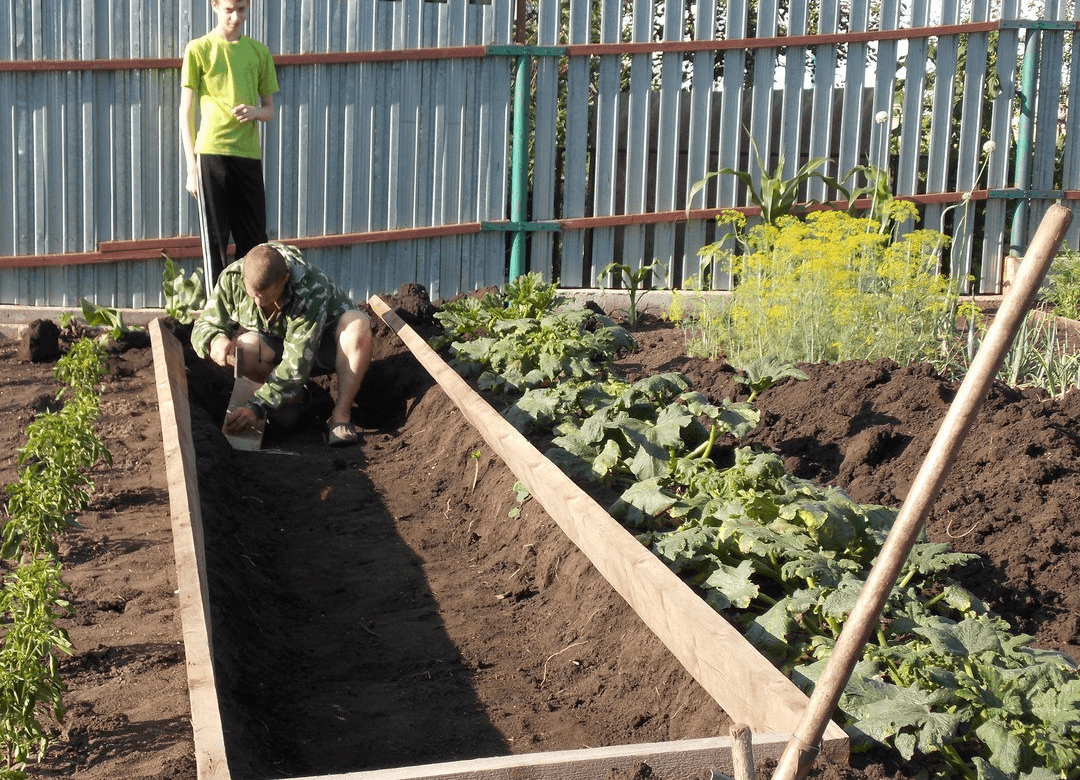Почва для клубники: какой грунт любит клубника, особенности подготовки, способы увеличения плодородия, советы начинающим садоводам