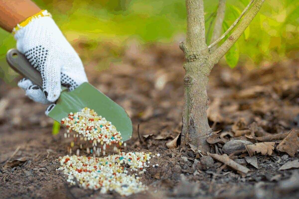 Что делать осенью с сидератами, когда сеять и нужно ли закапывать