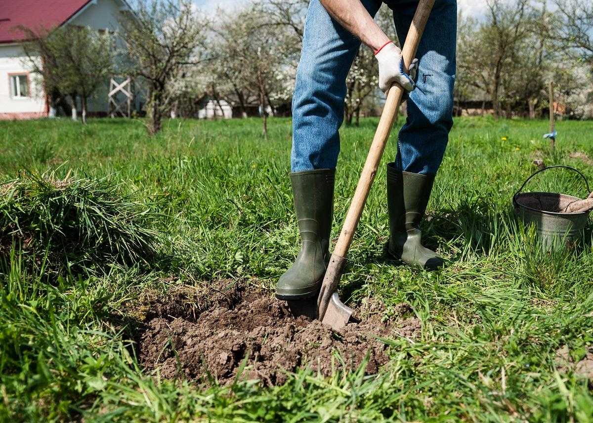 Как правильно посадить яблоню весной, в том числе посадка саженцами, пошаговое руководство, схема, инструкция, как сажать на украине + видео