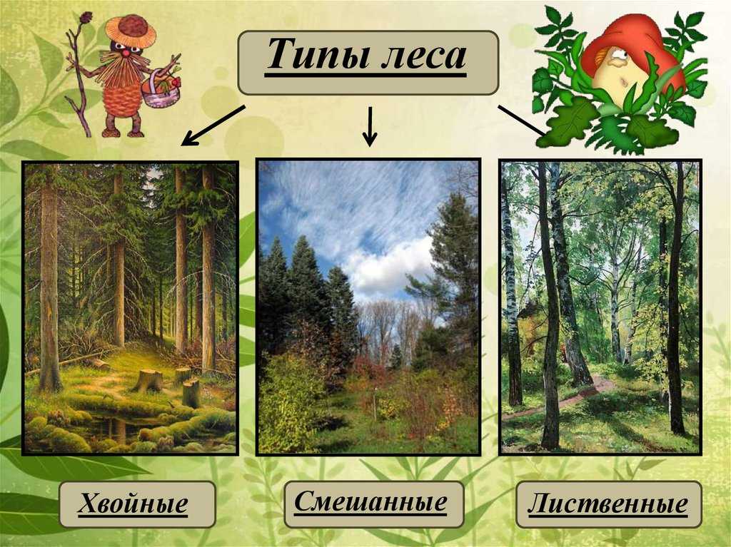 Какие бывают виды лесов
