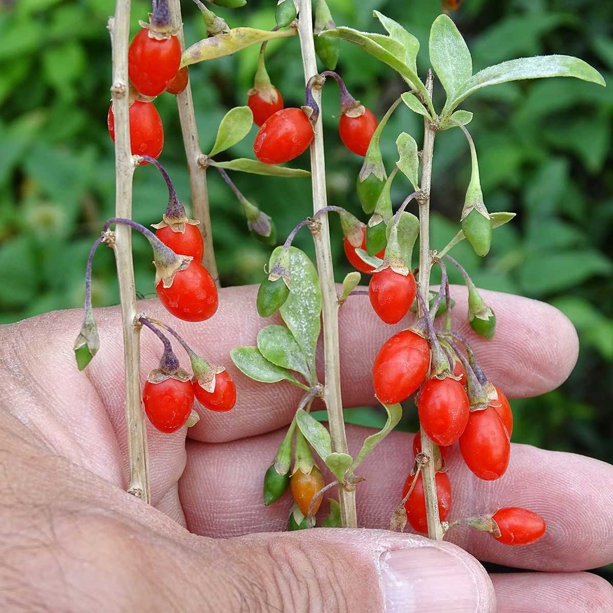 Годжи — целебная ягода