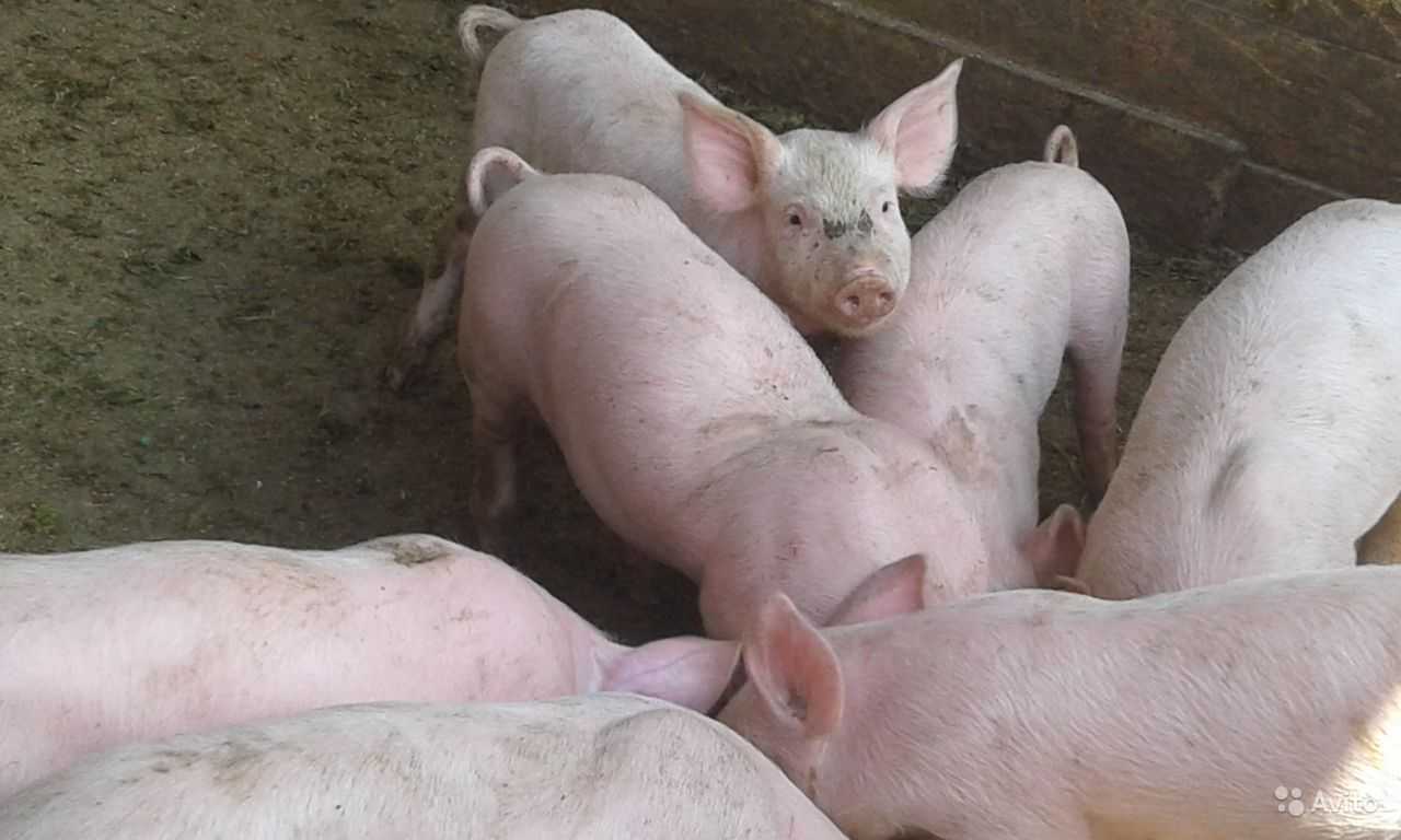 Гости из англии – йоркширские свиньи