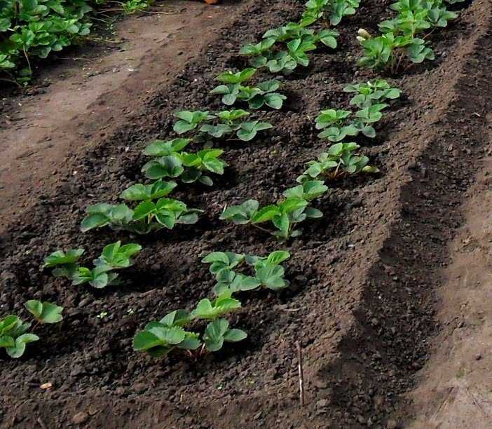 Посадка рассады клубники, как сажать клубнику правильно в открытый грунт весной - почва.нет