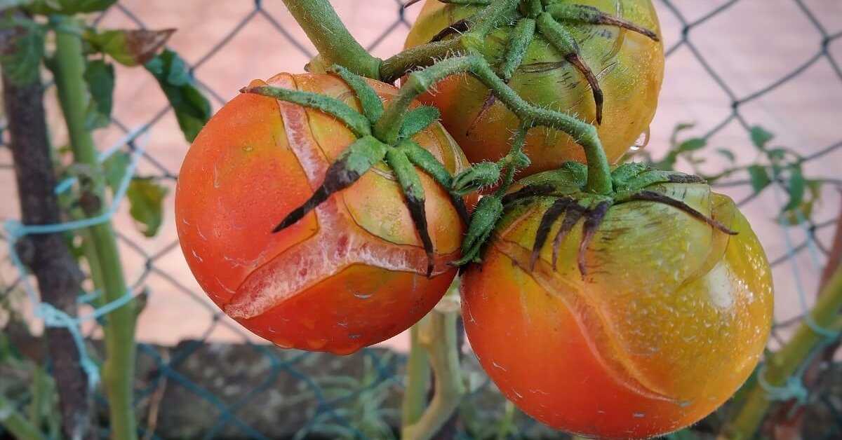 Что такое вершинная гниль на помидорах и как ее лечить