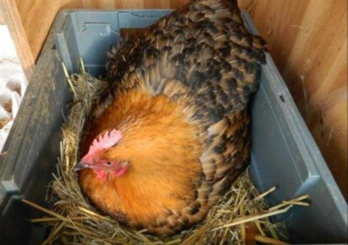 Как сажать курицу на яйца?