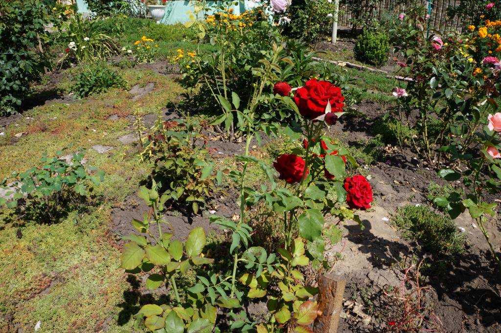 Как привить розу на шиповник: пошаговая инструкция