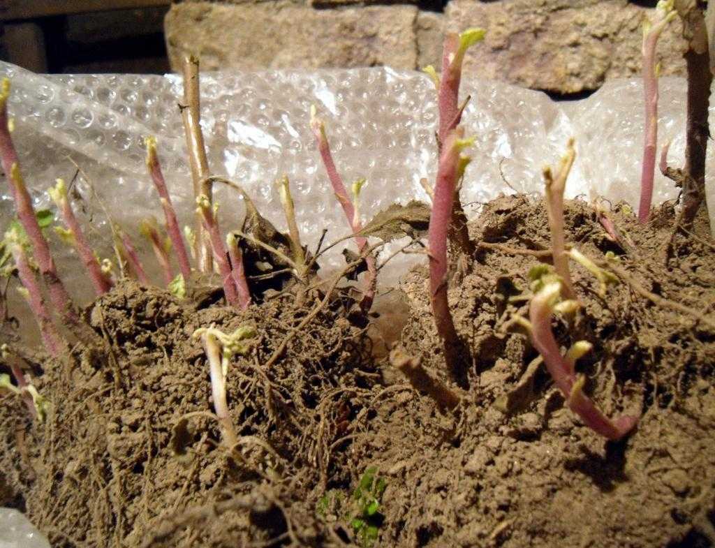 Как посадить садовую хризантему осенью правильно? выбор саженца хризантем для осенней посадки (фото)