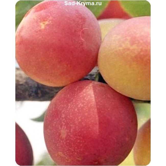 Слива персиковая мичурина: описание сорта и выращивания