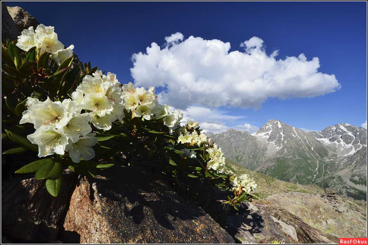 Подробное описание кавказского горного рододендрона: особенности и свойства