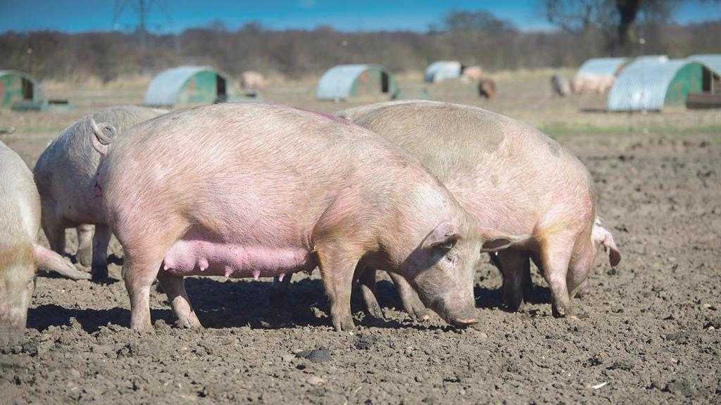 Порода свиней йоркшир (йоркширская): характеристика, отзывы, содержание