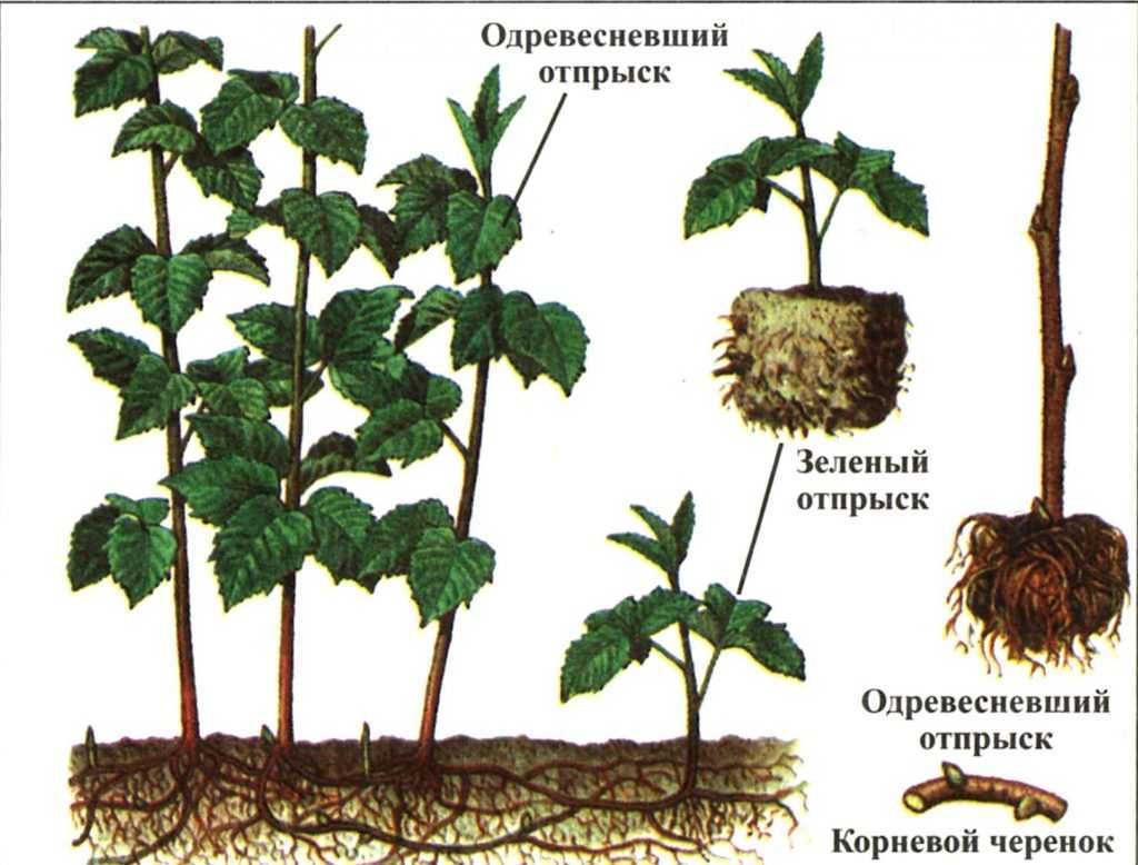 Как вырастить из семян боярышник