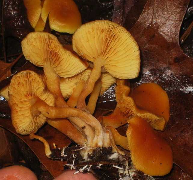 Головневые грибы: описание порядка, что такое головня, вред наносимый зерновым культурам