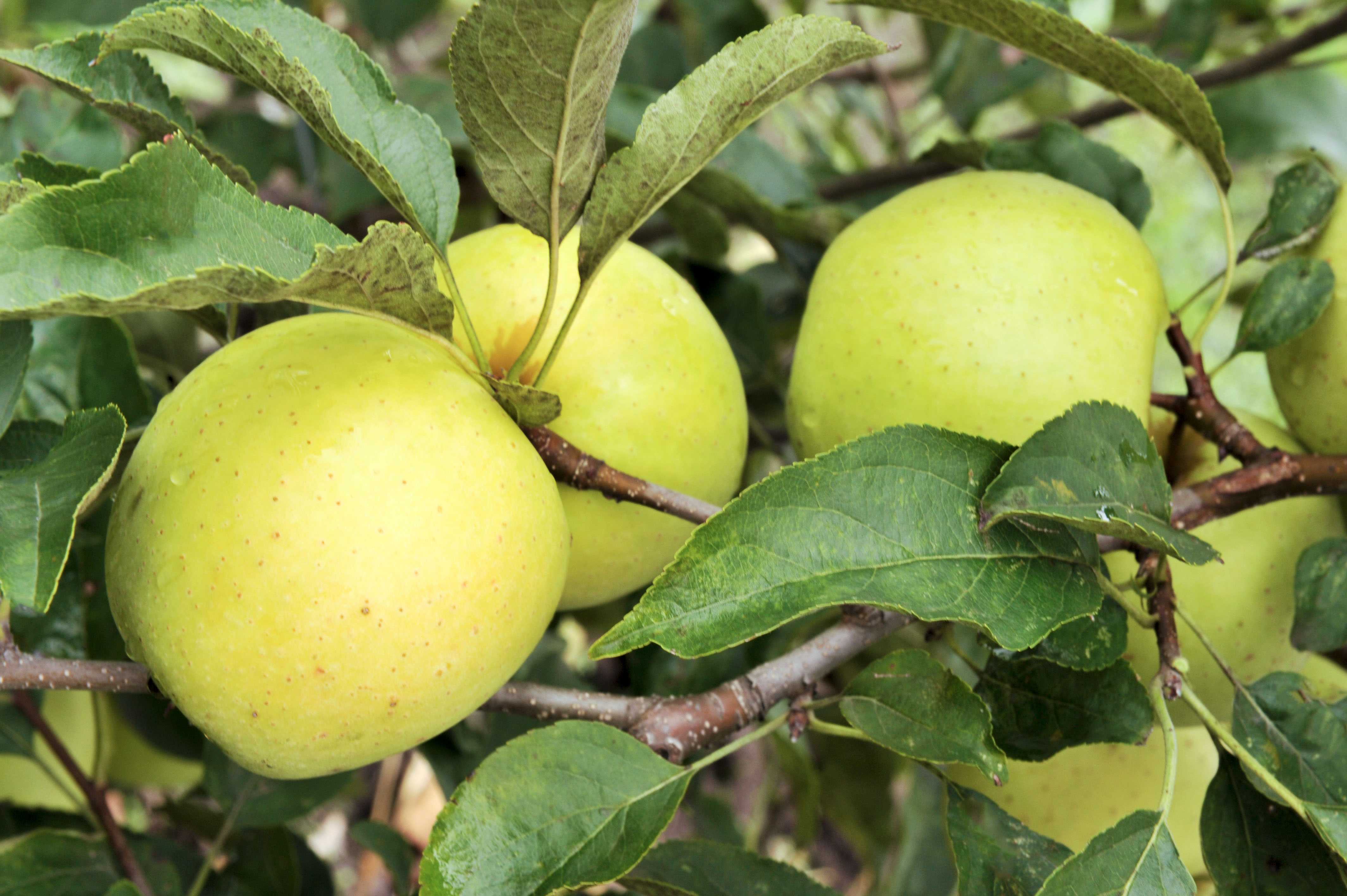 Яблоня голден владимирский: особенности сорта и ухода