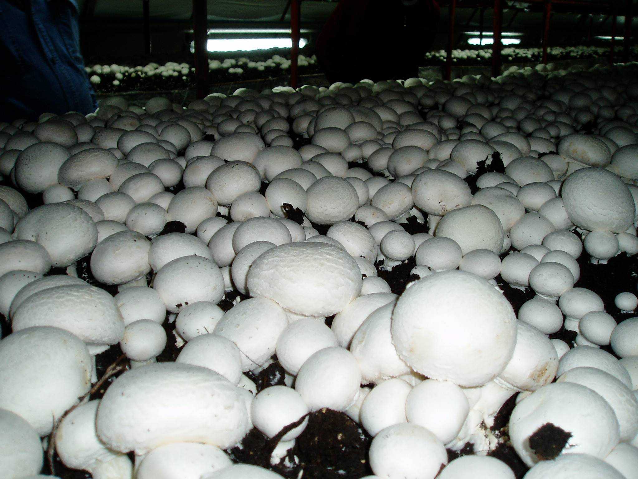 Выращивание грибов шампиньонов в домашних условиях