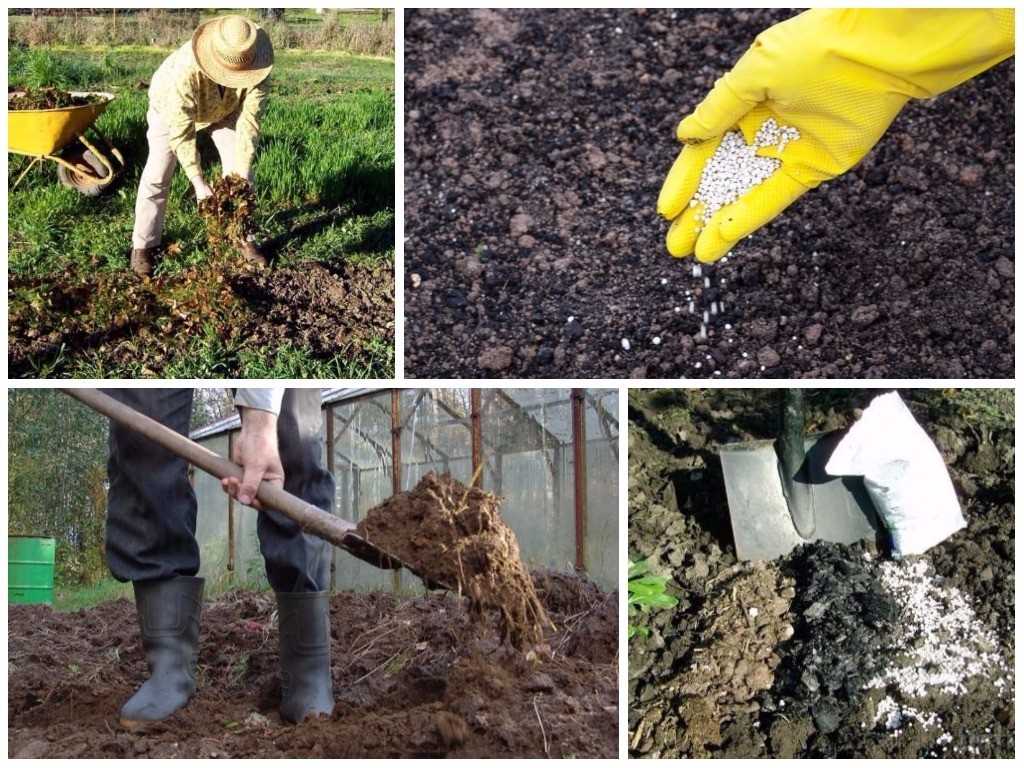 Чем обработать почву перед посадкой картофеля? | cельхозпортал