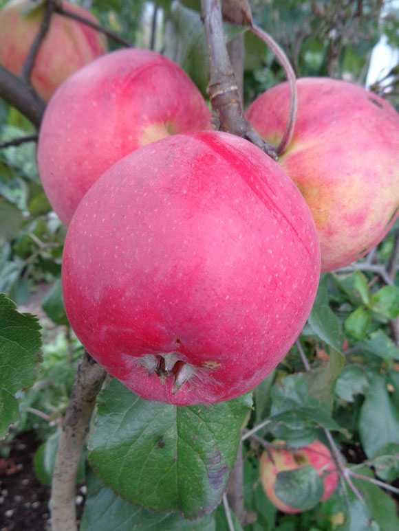 Описание, характеристики и подвиды яблони сорта услада, тонкости выращивания