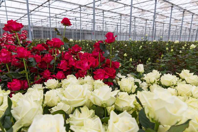 ᐉ выращивание роз в теплице круглый год: как допиться высокой урожайности цветов? - orensad198.ru
