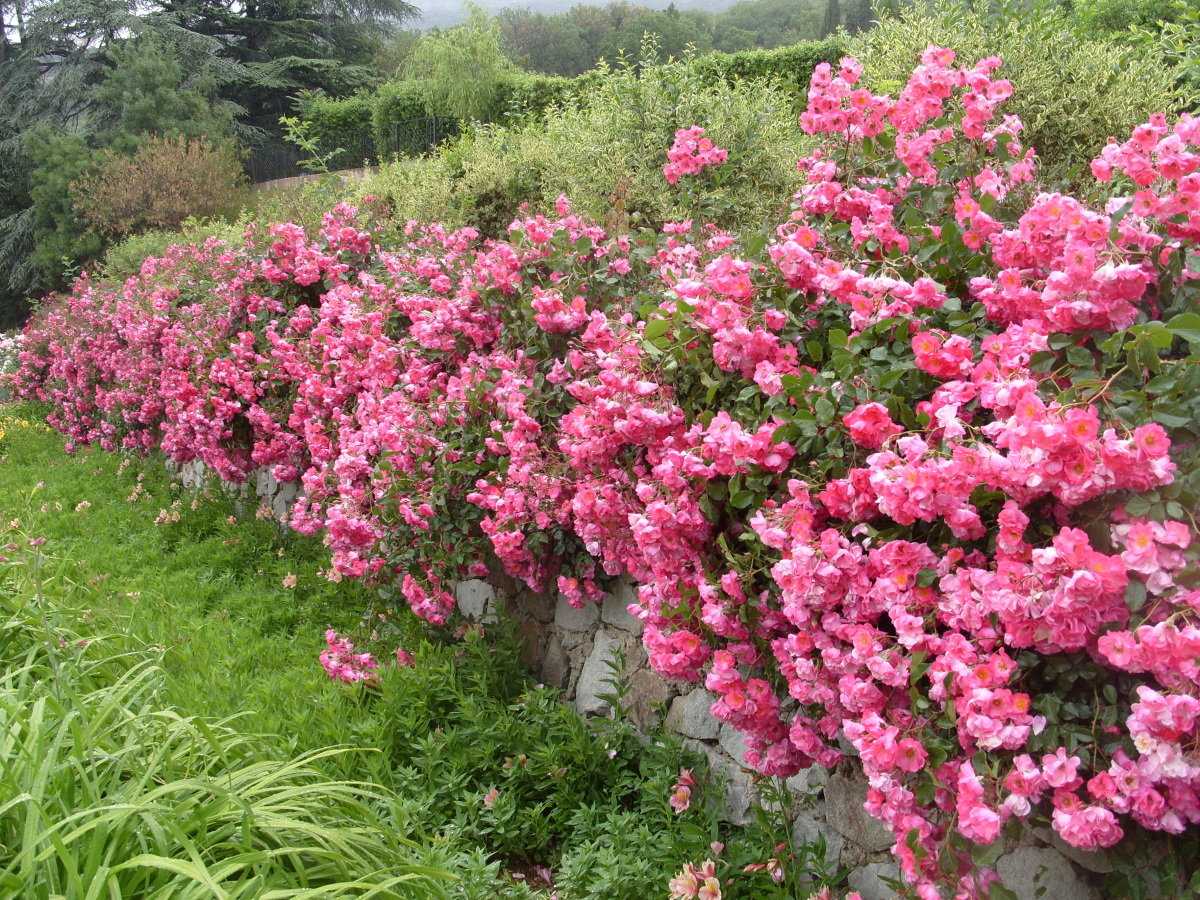 Почвопокровная роза фейри: фото, описание, условия выращивания
