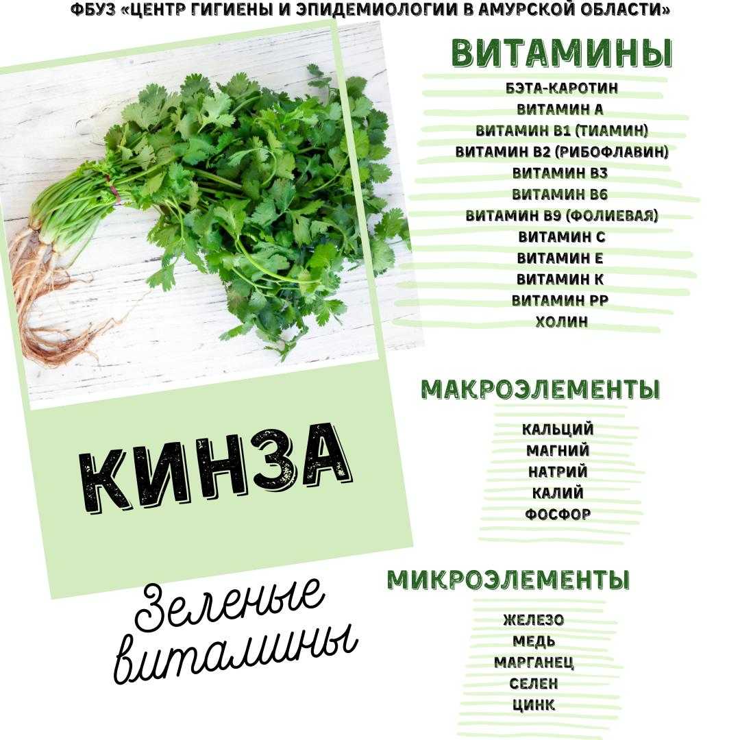 Кинза – польза и вред растения; его выращивание; полезные свойства и противопоказания; использование кориандра в кулинарии и лечении; рецепты блюд