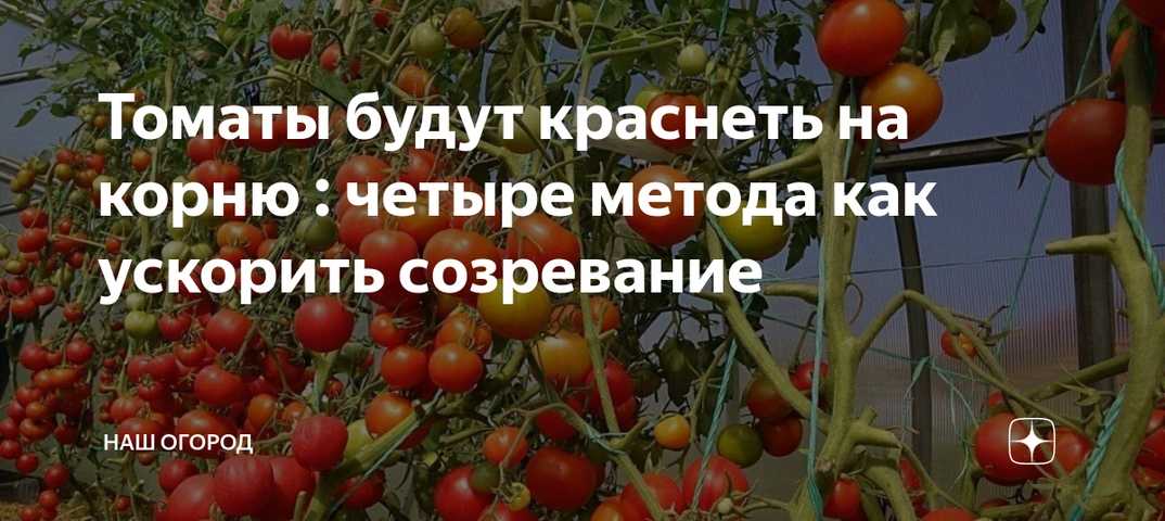 Что сделать, чтобы помидоры быстрее краснели (сорванные, на кусте): чем полить и подкормить, оптимальные условия хранения