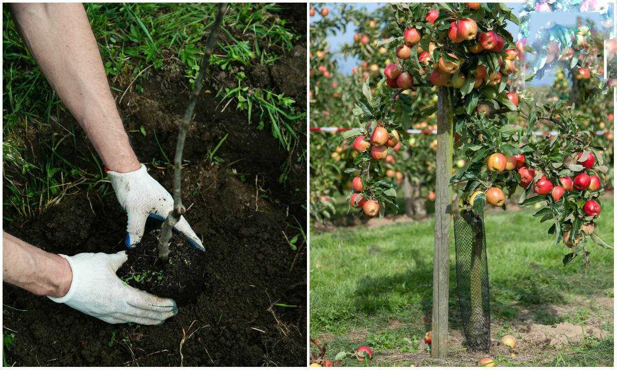 Как выглядит яблоня Имант Чем обусловлена популярность сорта Как ухаживать за культурой Есть ли какие-то нюансы в выращивании Отзывы садоводов