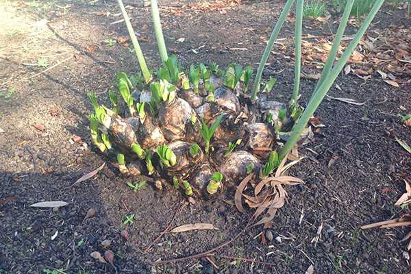 Как вырастить амариллис садовый в открытом грунте