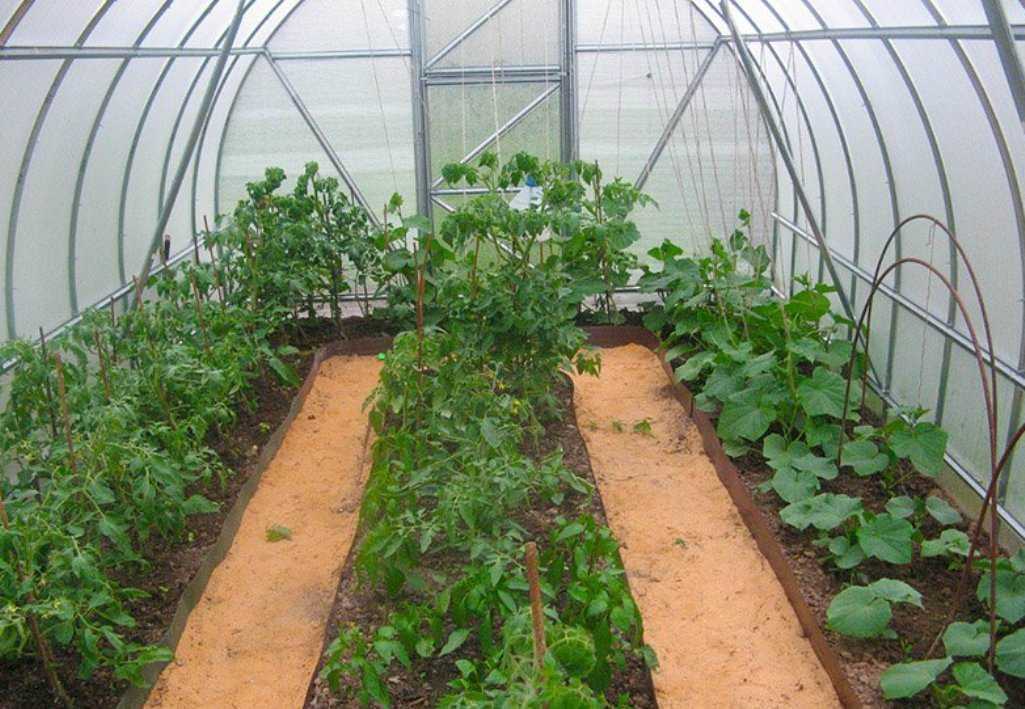 Все секреты выращивания томатов и огурцов в теплицах