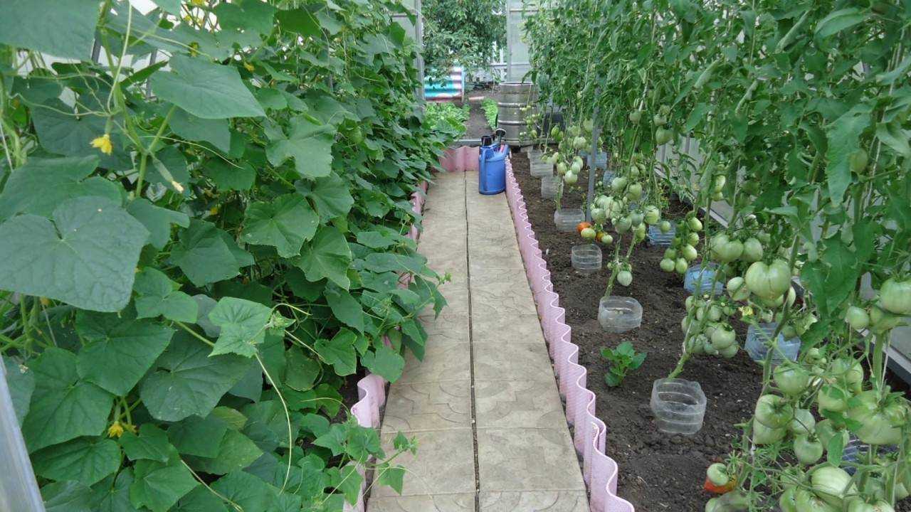 Томаты и огурцы в одной теплице: как сажать вместе, можно ли, совместное выращивание, почему нельзя, отзывы, как разделить теплицу | qlumba.com