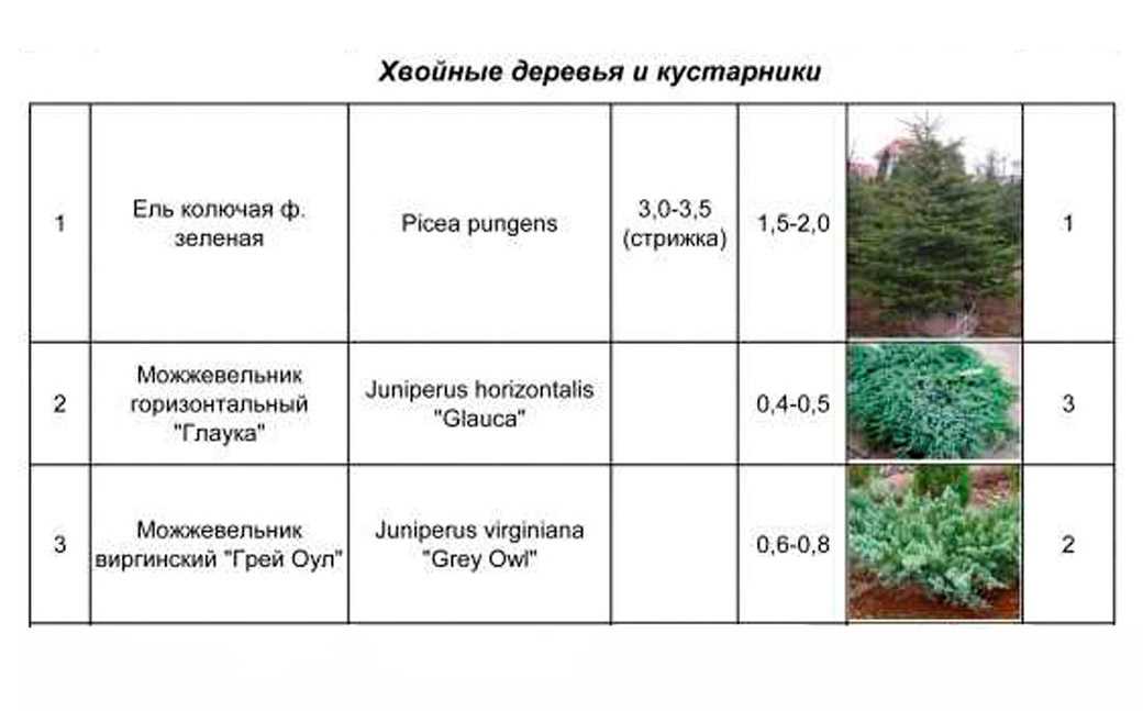Ель колючая белобок (picea pungens bialobok): ботаническое описание, посадка и уход, способы размножения