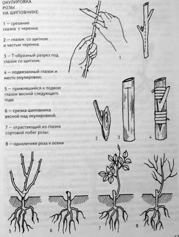 ᐉ как вырастить из черенка хризантему - godacha.ru