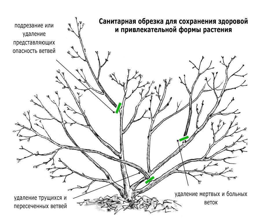 Обрезка яблонь: схемы и правила формирование дерева весной и осенью