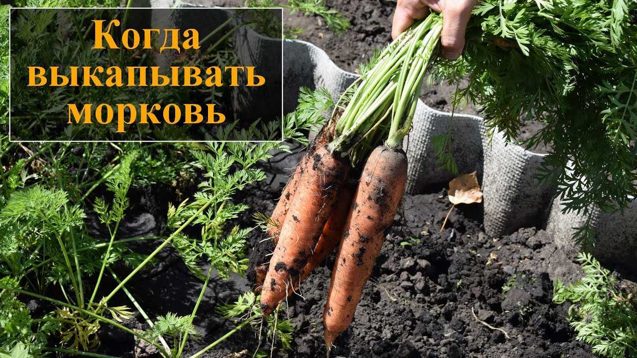 Растет ли морковь и свекла в сентябре. когда копать свёклу и морковь: точные сроки сбора урожая | зелёный сад