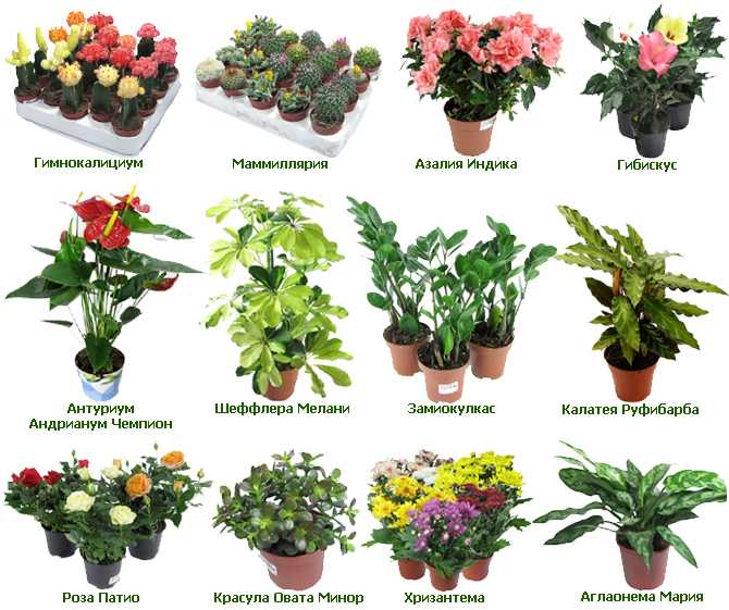 Список комнатных растений с красными листьями: фото, описание