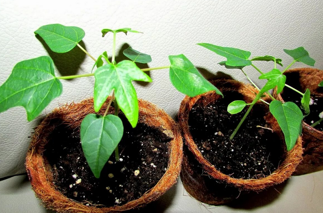 Дынное дерево (папайя) - фото, лечебные свойства