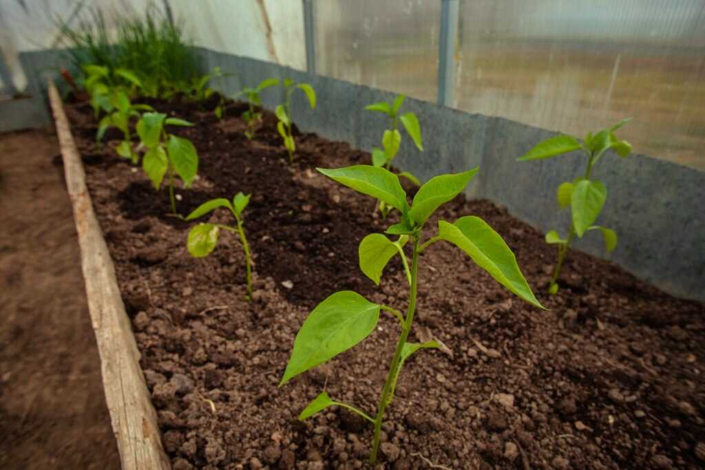 Всё про выращивание перцев в теплице из поликарбоната: посадка, подкормка, формирование и многое другое