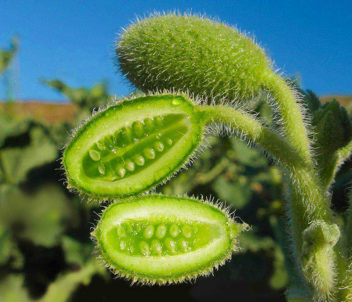 Растение бешеный огурец: описание, почему так называется?