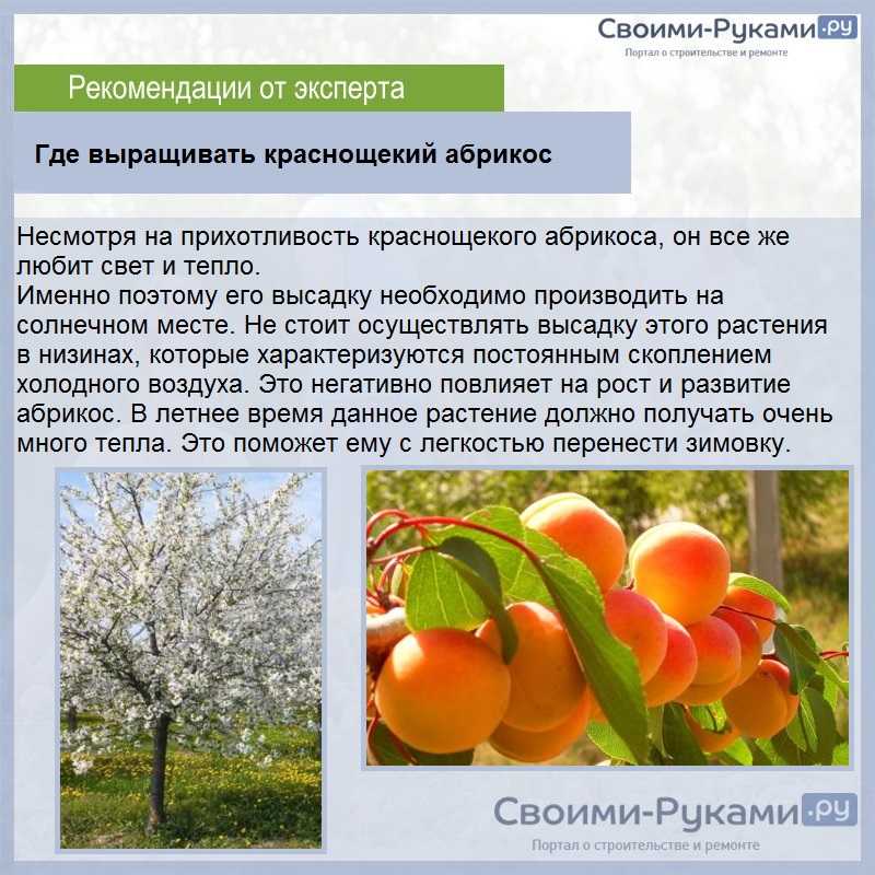 Посадка абрикоса: как правильно посадить саженцы, видео, схема посадки