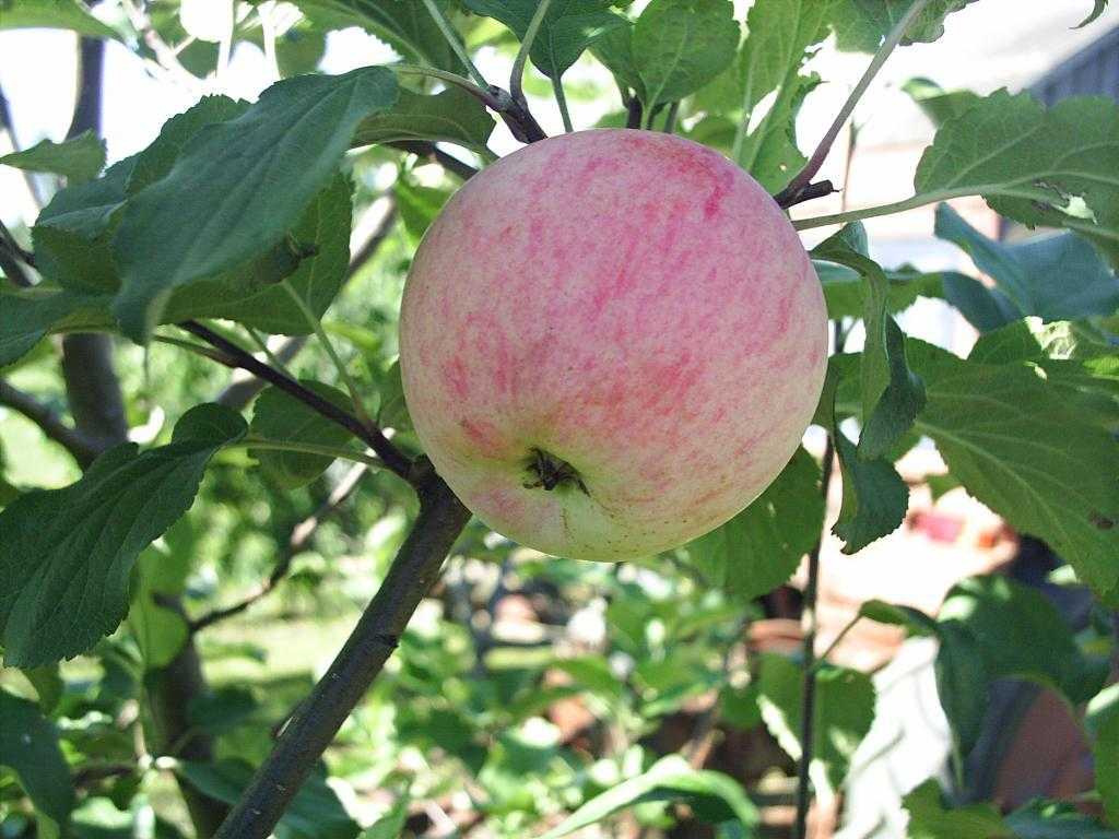 Чтобы вам было легче выбрать яблони для своего участка, мы составили ТОП-15 лучших: летние, осенние и зимние сорта для средней полосы