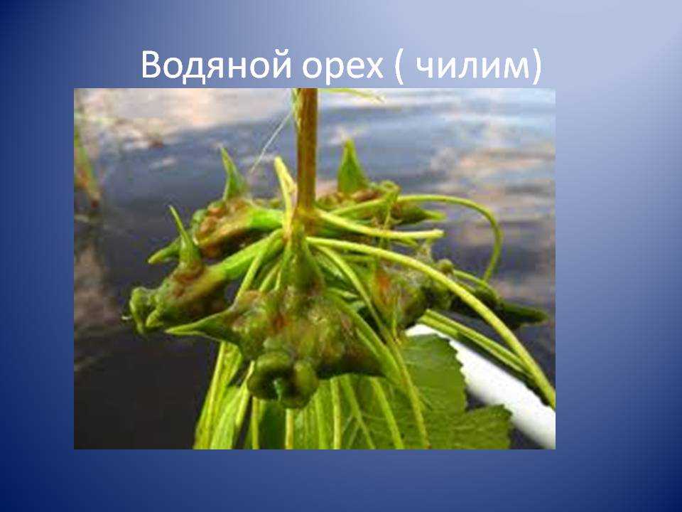 Чилим: описание и применение плавающего водяного ореха — ribnydom.ru