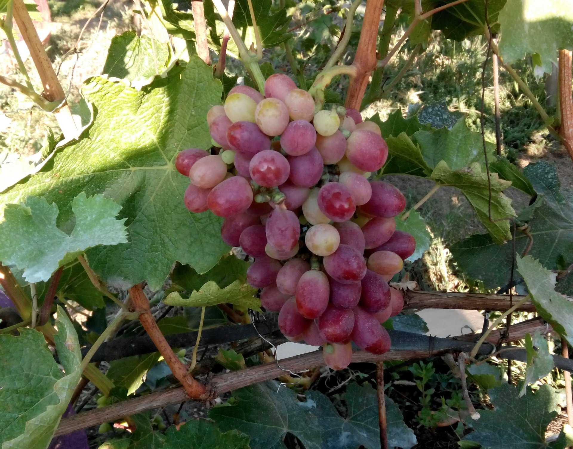 Лечение милдью винограда: чем лечить и как с ней бороться народными средствами, что делать