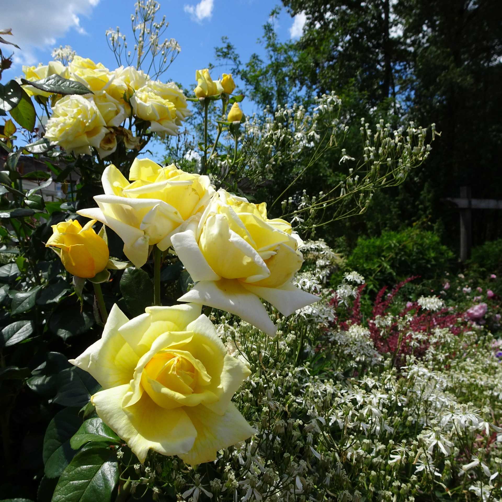 Желтые розы – яркие солнышки в саду
