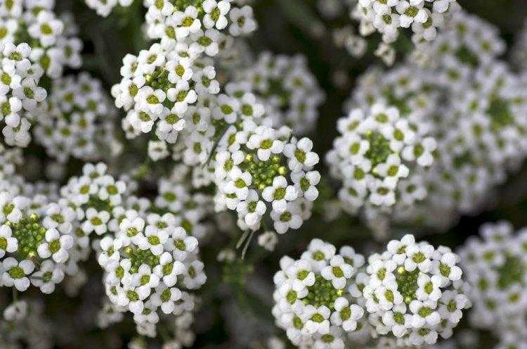 8 лучших вегетативных однолетних цветов. описание, сорта и фото — ботаничка.ru
