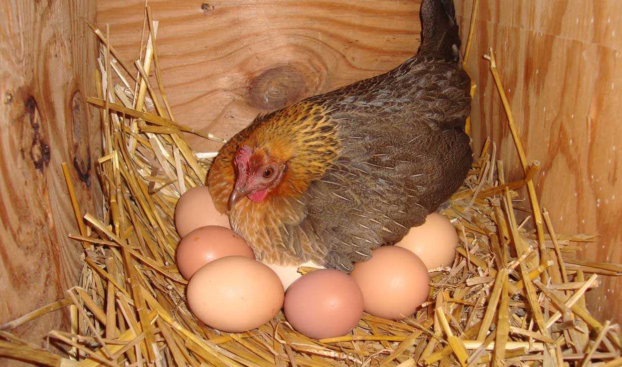 Сколько яиц можно подложить под курицу: сроки, уход, выбор яиц и наседки