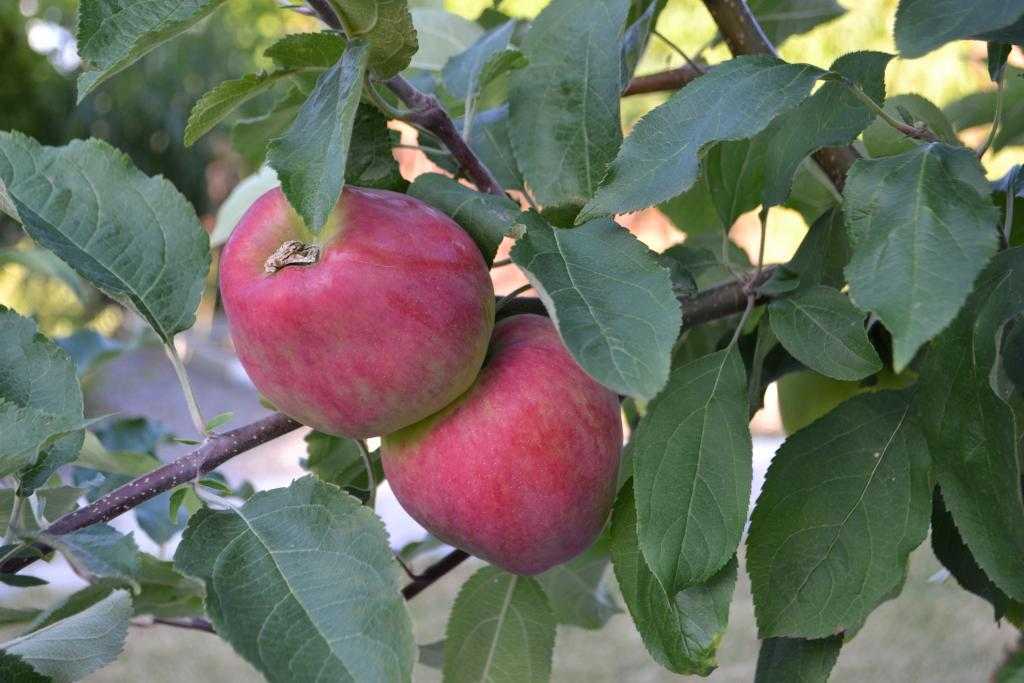 Яблоня штрейфлинг (штрифель) — описание сорта полосатка